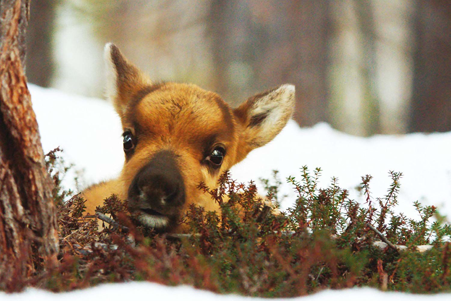 "A Reindeer's Journey"